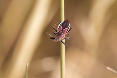 Apiomerus spissipes by cricketsblog. Used under a CC BY 2.0 license.