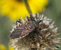 Apiomerus spissipes P1480125a by 
xpda. Used under a CC BY-SA 4.0 license.