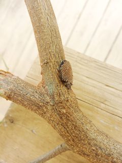 Arilus Cristatus Eggs Side View by Jncraton. Used under a CC BY-SA 4.0 license.
