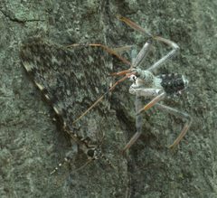 Arilus cristatus P1080968a by 
xpda. Used under a CC BY-SA 4.0 license.