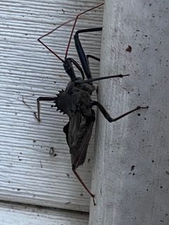 Wheel Bug Durham NC by NCBioTeacher. Used under a CC BY-SA 4.0 license.