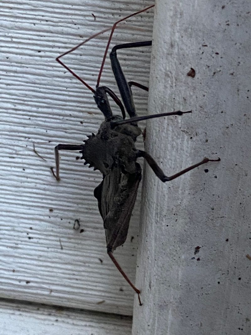Wheel Insect Arilus cristatus (North American wheel bug): Identification, Facts, and ...