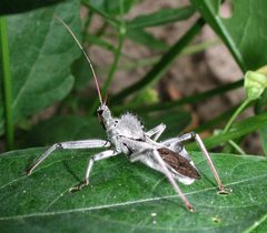Wheel bug 2223 by wikipedia. Used under a CC BY-SA 3.0 license.
