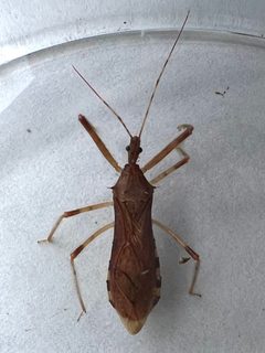 Rocconota annulicornis 222597612 by Michael Pirrello. Used under a CC BY 4.0 license.