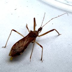 Rocconota annulicornis 222597641 by Michael Pirrello. Used under a CC BY 4.0 license.
