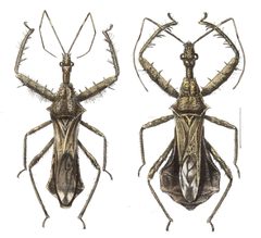 Sinea coronata mf by Edwin Wilson, Cambridge. Used under a Public domain license.