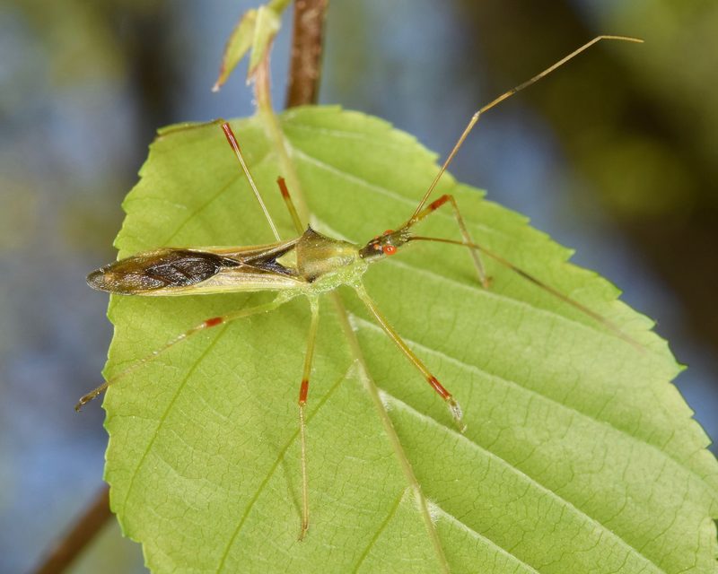 Pale Insect Zelus luridus (Pale green assassin bug): Identification, Facts, and ...