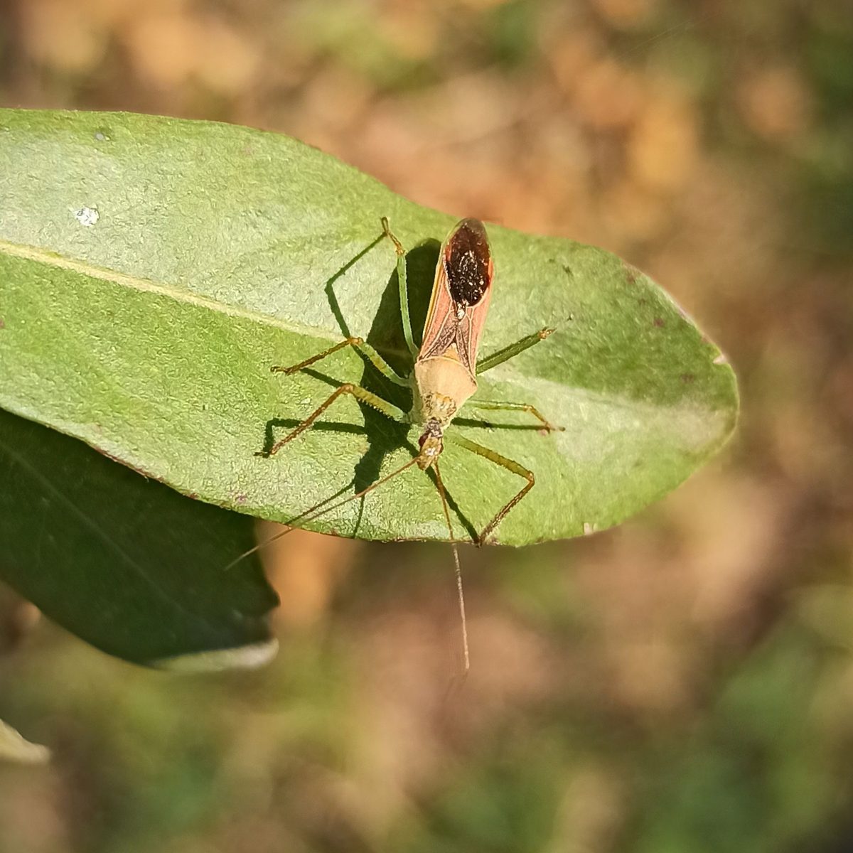 Zelus renardii (leaf hopper assassin bug): Identification, Facts