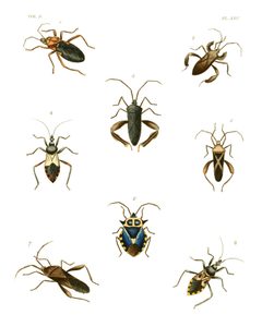Illustrations of Exotic Entomology III 45 by Plates: Dru Drury (1725–1803). Text: John Obadiah Westwood (1805–1893). Used under a Public domain license.