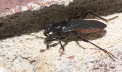 Melanolestes picipes P1310766b by 
xpda. Used under a CC BY-SA 4.0 license.