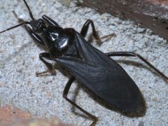 Melanolestes picipes P1340461a by 
xpda. Used under a CC BY-SA 4.0 license.