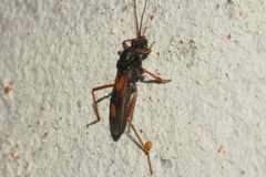 Rasahus biguttatus by Juan Cruzado Cortés. Used under a CC BY-SA 4.0 license.