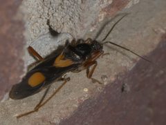 Rasahus hamatus P1320982b by 
xpda. Used under a CC BY-SA 4.0 license.