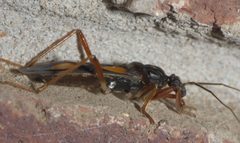 Rasahus hamatus P1320983a by 
xpda. Used under a CC BY-SA 4.0 license.