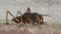 Rasahus hamatus P1320985a by 
xpda. Used under a CC BY-SA 4.0 license.