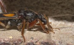 Rasahus hamatus P1320986a by 
xpda. Used under a CC BY-SA 4.0 license.