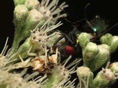 Jagged Ambush Bug with Blowfly - Flickr - treegrow by Katja Schulz from Washington, D. C., USA. Used under a CC BY 2.0 license.