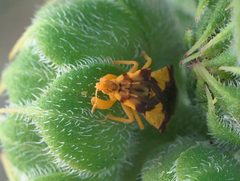 Phymata americana P1100602a by 
xpda. Used under a CC BY-SA 4.0 license.