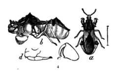 Phymata fasciata by Unknown authorUnknown author. Used under a Public domain license.