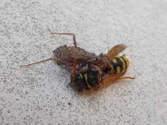 Reduvius personatus nymph with Polistes wasp 01 by Syrio. Used under a CC BY-SA 4.0 license.