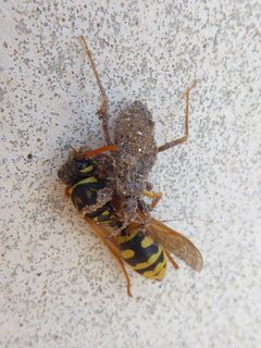 Reduvius personatus nymph with Polistes wasp 02 by Syrio. Used under a CC BY-SA 4.0 license.