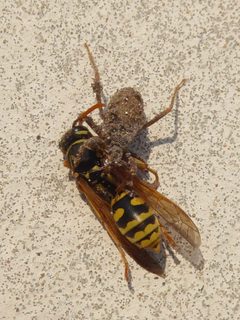 Reduvius personatus nymph with Polistes wasp 03 by Syrio. Used under a CC BY-SA 4.0 license.