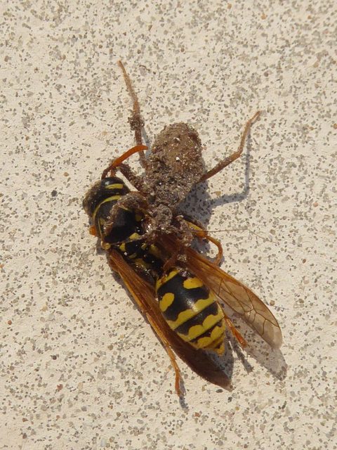 Reduvius personatus (Masked Hunter): Identification, Facts, and Taxonomy