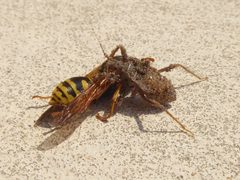 Reduvius personatus nymph with Polistes wasp 05 by Syrio. Used under a CC BY-SA 4.0 license.