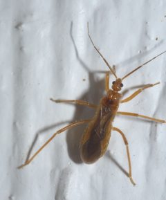 Oncerotrachelus acuminatus P1310423b by 
xpda. Used under a CC BY-SA 4.0 license.