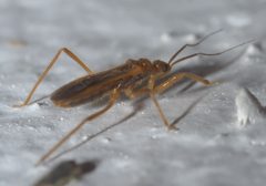 Oncerotrachelus acuminatus P1310424a by 
xpda. Used under a CC BY-SA 4.0 license.