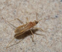 Oncerotrachelus pallidus - inat 57767834 by {{{name}}}. Used under a CC BY-SA 4.0 license.