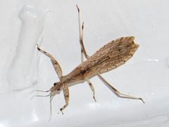 Ctenotrachelus shermani by Jessica. Used under a CC BY 4.0 license.