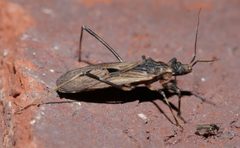 Oncocephalus geniculatus - inat 395532552 by {{{name}}}. Used under a CC BY-SA 4.0 license.