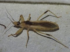 Oncocephalus nubilus - inat 367068545 by {{{name}}}. Used under a CC BY 4.0 license.