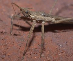 Pygolampis pectoralis P1320896a by 
xpda. Used under a CC BY-SA 4.0 license.