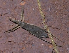Pygolampis pectoralis P1600282a by 
xpda. Used under a CC BY-SA 4.0 license.