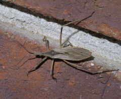 Stenopoda spinulosa P1620680a by
xpda. Used under a CC BY-SA 4.0 license.