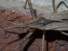 Stenopoda spinulosa P1620683a by
xpda. Used under a CC BY-SA 4.0 license.