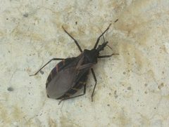 Triatoma gerstaeckeri by Juan Cruzado Cortés. Used under a CC BY-SA 4.0 license.