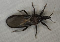 Triatoma protracta 89171778 by Andrew Meeds. Used under a CC BY 4.0 license.