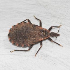 Triatoma sanguisuga 268640533 by Douglas Hooper. Used under a CC BY 4.0 license.
