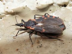Triatoma sanguisuga 284768415 by averagewalrus. Used under a CC BY 4.0 license.