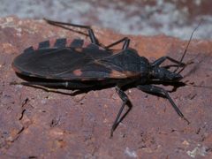 Triatoma sanguisuga P1300305a by 
xpda. Used under a CC BY-SA 4.0 license.