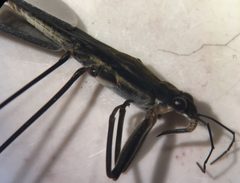 Aquarius nebularis 1 by Fredlyfish4. Used under a CC BY-SA 4.0 license.