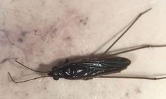 Limnogonus franciscanus 1 by Fredlyfish4. Used under a CC BY-SA 4.0 license.