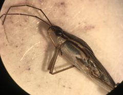 Limnogonus franciscanus 3 by Fredlyfish4. Used under a CC BY-SA 4.0 license.