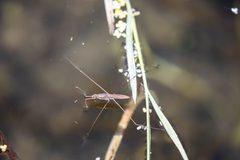 Limnoporus notabilis by cricketsblog. Used under a CC BY 2.0 license.