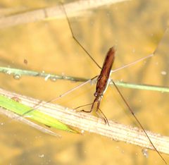 Water strider2 by Tiia Monto. Used under a CC BY-SA 3.0 license.
