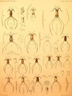 PelagichemipteraWhite01 by F. Buchanan White. Used under a Public domain license.