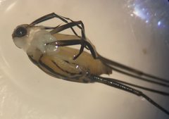 Trepobates pictus 1 by Fredlyfish4. Used under a CC BY-SA 4.0 license.